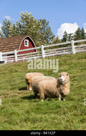 Bellevue, Washington State, USA. Coopworth und Romney Southdown enrage Schaf mit Kelsey Creek Farm. (Redaktionelle nur verwenden) Stockfoto