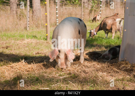 Nelke, Washington State, USA. Gloucestershire alte Flecken Schwein Rodung für etwas zu Essen. (PR) Stockfoto