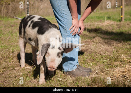 Nelke, Washington State, USA. Gloucestershire alte Flecken Schwein stehend von seinem Besitzer. (PR, MR) Stockfoto