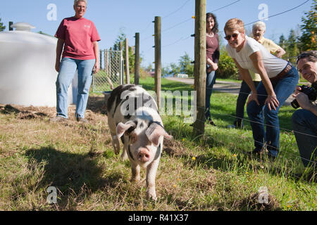 Nelke, Washington State, USA. Gloucestershire alte Flecken Schwein gruss Besucher auf einem Bauernhof. (Redaktionelle nur verwenden) Stockfoto