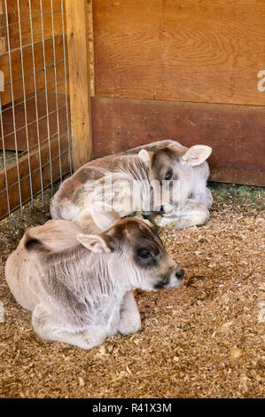 Fallen City, Washington State, USA. Zwei Brown Swiss Dairy Kälber im Stall Stall. Stockfoto