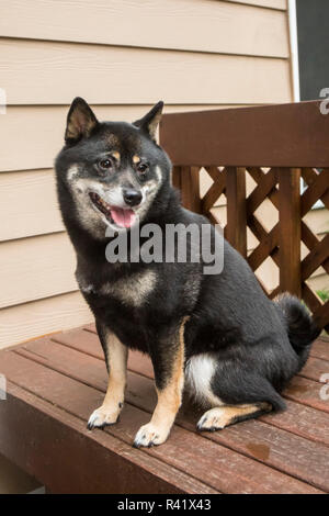 Issaquah, Washington State, USA. Drei Jahre alten Shiba Inu Hund sitzt auf einer Terrasse Bank. (PR) Stockfoto