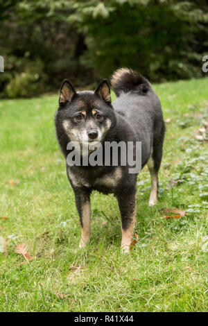 Issaquah, Washington State, USA. Drei Jahre alten Shiba Inu Hund auf dem Rasen posieren. (PR) Stockfoto