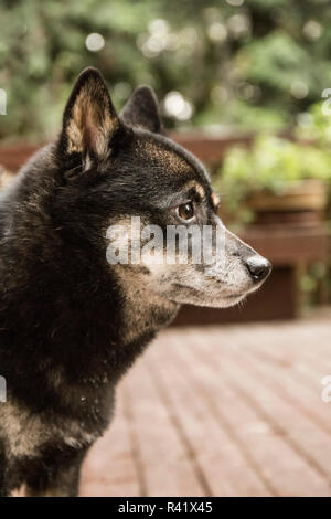 Issaquah, Washington State, USA. Porträt von einem drei Jahre alten Shiba Inu Hund auf einem Holzdeck posieren. (PR) Stockfoto