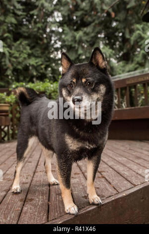 Issaquah, Washington State, USA. Porträt von einem drei Jahre alten Shiba Inu Hund auf einem Holzdeck posieren. (PR) Stockfoto