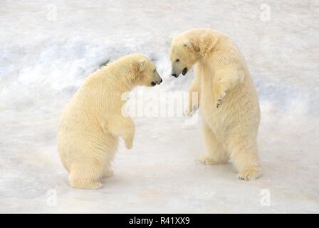Zwei weiße Bärenjunge spielen Stockfoto