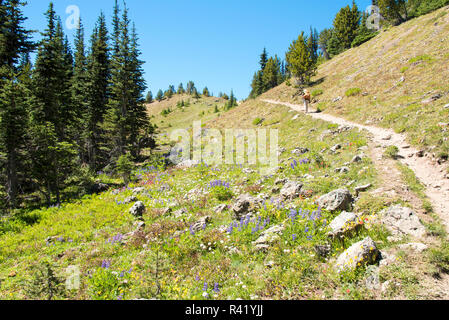 USA, Washington State. Wanderer auf große Quilcene River Trail zu Marmot Pass. Wildblumen Stockfoto