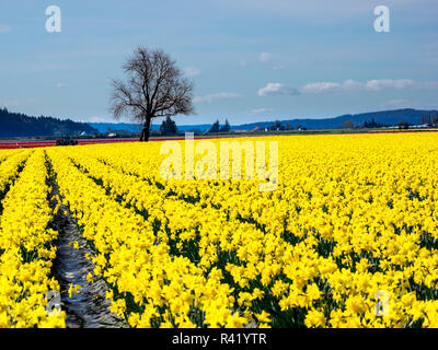 Narzissen blühende Felder Stockfoto
