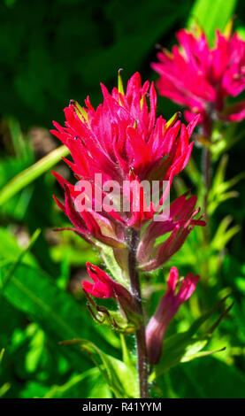 Magenta Indian Paintbrush Castilleja parviflora Wildflower Mount Rainier National Park, Paradise, Washington State Stockfoto