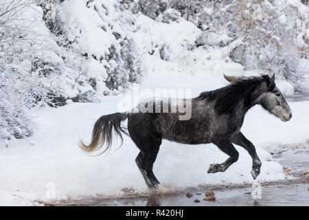 Winter, Versteck Ranch, Wyoming. Pferde Kreuzung Shell Creek (PR) Stockfoto
