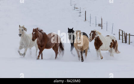 Versteck Ranch, Shell, Wyoming. Pferd läuft durch den Schnee. (PR) Stockfoto