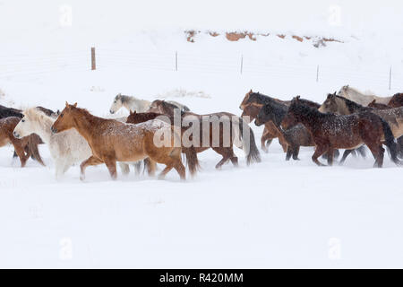 Versteck Ranch, Shell, Wyoming. Pferd läuft durch den Schnee. (PR) Stockfoto
