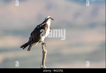 USA, Wyoming, Sublette County. Nach Osprey thront auf einem Baumstumpf entlang Soda See im Sommer. Stockfoto