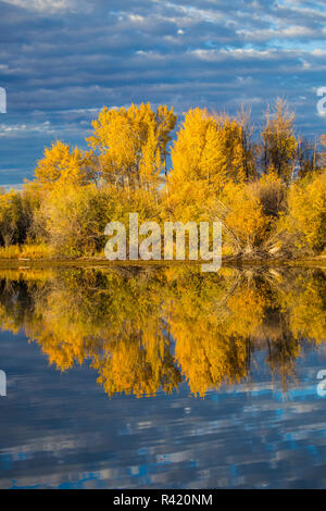 USA, Wyoming, Sublette County. Herbst Farbe aus Weiden und Espen reflektiert in einem Teich Wasser mit bewölkt, Morgenlicht. Stockfoto