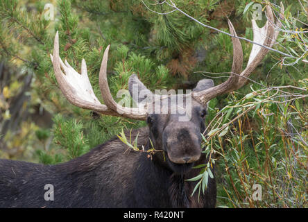 USA, Wyoming, Sublette County. Bull Moose isst aus einer Weide Bush Stockfoto