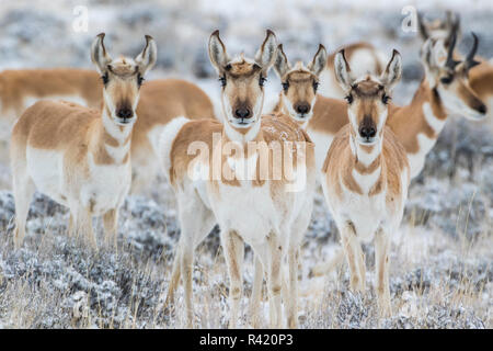 USA, Wyoming, Sublette County. Neugierig Gruppe von Pronghorn im Sagebrush während der Winterzeit Stockfoto