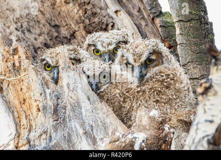 USA, Wyoming, Sublette County. Vier, nasse Great Horned Owl Küken bücken sie sich in ihre Pappel baum Baumstumpf nisten. Stockfoto