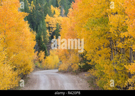 USA, Wyoming, Sublette County. Kies Straße schlängelt sich durch einen Herbst Aspen Grove im Wyoming. Stockfoto