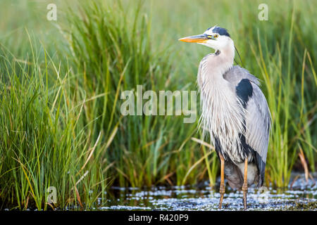 USA, Wyoming, Sublette County. Great Blue Heron in der Zucht Gefieder stehend in einem Feuchtgebiet in der Sommerzeit. Stockfoto