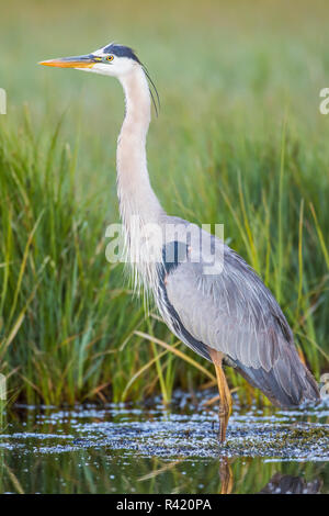 USA, Wyoming, Sublette County. Great Blue Heron stehend in einem Feuchtgebiet voller Seggen im Sommer. Stockfoto