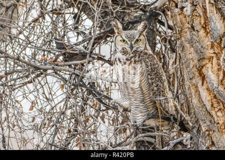 USA, Wyoming, Sublette County. Great Horned Owl Rastplätze im Februar der Pappel Baum. Stockfoto