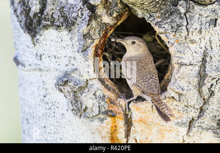 USA, Wyoming, Sublette County. Haus Wren am Eingang der Höhle Nest in einem Aspen Tree mit einem Schluck Insekten es Jungen zu füttern.