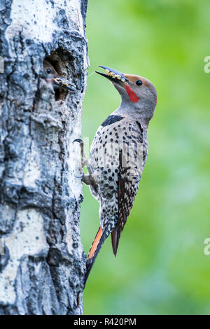 USA, Wyoming, Sublette County. Männliche nördlichen Flackern bringt in einem Mund voller Larven ernähren Es ist junge Küken im Nest Hohlraum. Stockfoto