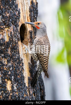 USA, Wyoming, Sublette County. Männliche nördlichen Flimmern sitzen am Eingang in die Kavität Nest. Stockfoto