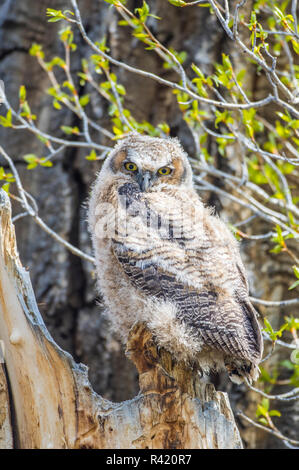 USA, Wyoming, Sublette County. Pinedale, Great Horned owl Küken sitzend auf dem Rand's Nest Hohlraum im Frühling. Stockfoto