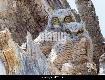 USA, Wyoming, Sublette County. Zwei große Fledermaus Küken sitzt auf der Kante einer Pappel Baum Baumstumpf, die ihr Nest gebildet hat. Stockfoto