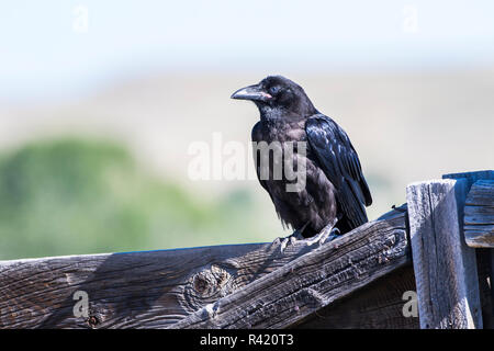 USA, Wyoming, Sublette County. Junge Kolkrabe mit Blau oder hellen Augen und saß auf einem Holzzaun. Stockfoto