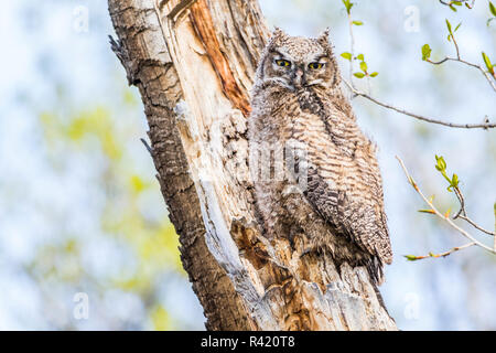 USA, Wyoming, Sublette County. Junge Great Horned Owl vor kurzem das Nest verlassen und jetzt sitzen auf einem Zweig einer Pappel Baum. Stockfoto