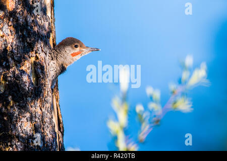 USA, Wyoming, Sublette County. Junge männliche Nördlichen Flimmern peering aus dem Nest Hohlraum in einem alten Baum verbrannt. Stockfoto