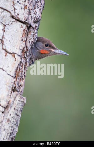 USA, Wyoming, Sublette County. Junge männliche Nördlichen Flimmern peering aus dem Nest Hohlraum kurz vor dem ausfliegen, das Nest. Stockfoto