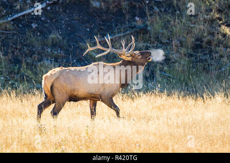 USA, Wyoming, Yellowstone National Park, Bull elk Bügelhörner in der klaren Herbstluft. Stockfoto