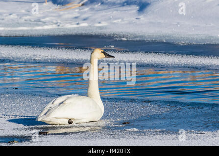 USA, Wyoming. Jackson Hole, Trumpeter Swan ruht auf Eis entlang Flat Creek im Winter Stockfoto