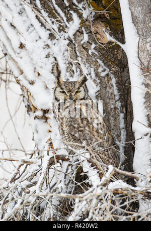 USA, Wyoming, Sublette County. Great Horned Owl hocken in einer Pappel Baum nach einem Frühling Schneesturm. Stockfoto