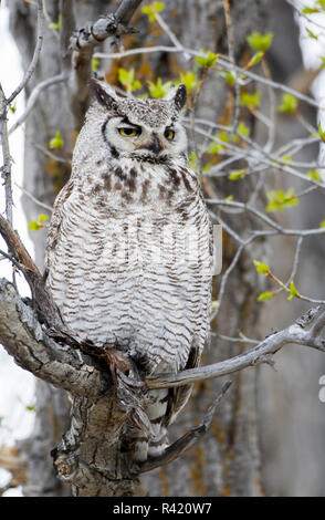 USA, Wyoming, Sublette County. Great Horned Owl sitzt auf einer Pappel Baum im Frühling. Stockfoto