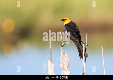 USA, Sublette County, Wyoming. Männliche Yellow-headed blackbird überspannt die Vorjahr Rohrkolben in einem Feuchtgebiet. Stockfoto