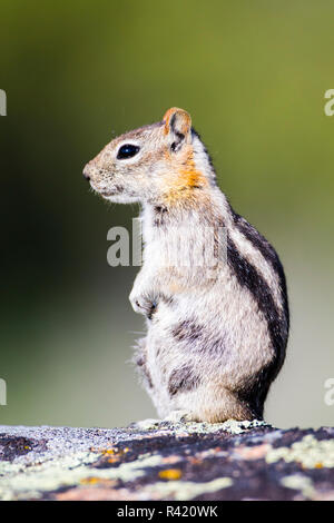 USA, Sublette County, Wyoming. Nach Golden-mantled Ground Squirrel sitzt auf einem Flechten bewachsene Felsen. Stockfoto