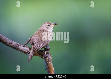 USA, Wyoming, Sublette County. Haus Wren tragen ein kleines Insekt der Nestlinge zu füttern Stockfoto