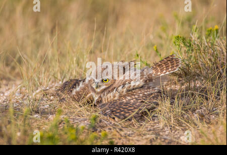 USA, Wyoming, Sublette County. Junge Grabens der Eule breitet seine Flügel während eines Sommer regen Sturm. Stockfoto