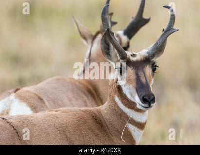 USA, Wyoming, Sublette County. Pronghorn Buck, einer der schnellsten bekannten Landsäugetiere. Stockfoto