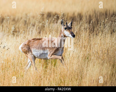 USA, Wyoming, Sublette County. Pronghorn doe läuft durch Herbst Gräser, Stockfoto