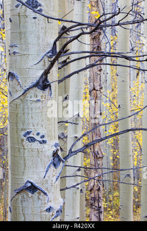 USA, Wyoming, Sublette County. Aspen Trunks stand out gegen die gelben der Herbstfarben. Stockfoto