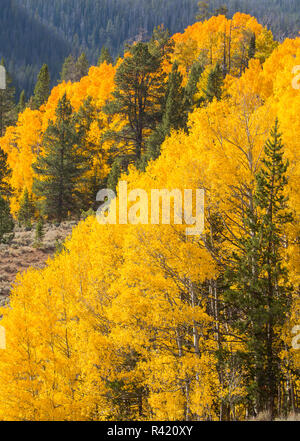 USA, Wyoming, Sublette County. Wyoming reichen, bunten Herbst espen sind mit Nadelbäumen Layered Stockfoto