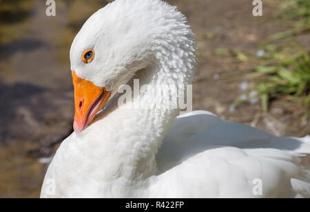 Weiße Gans an der Seite ein Sees. Stockfoto