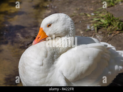 Weiße Gans an der Seite ein Sees. Stockfoto