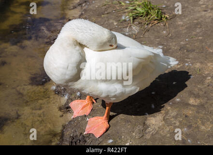 Weiße Gans an der Seite ein Sees. Stockfoto