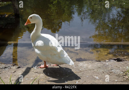 Weiße Gans an der Seite ein Sees. Stockfoto